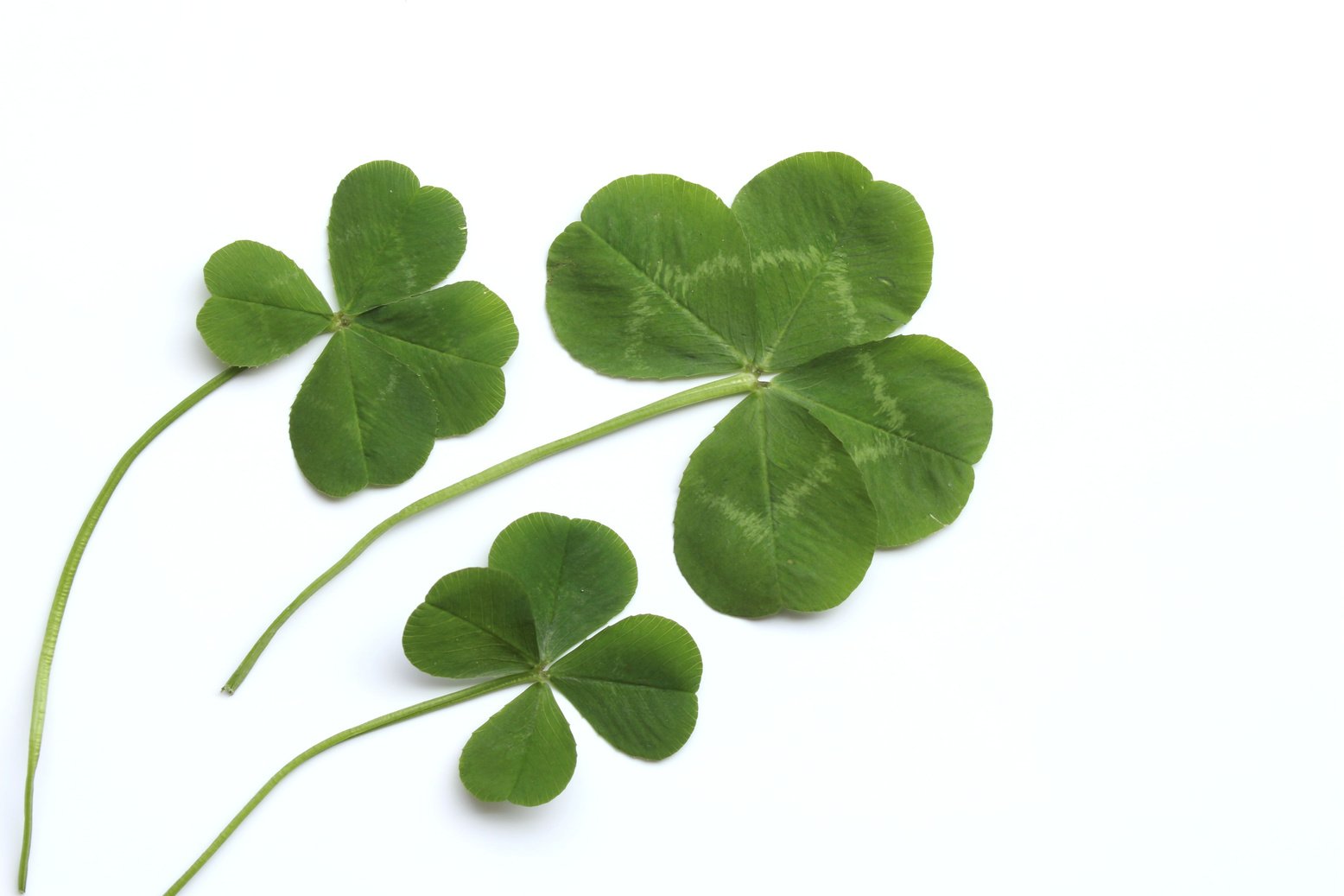 Four-leaf clover